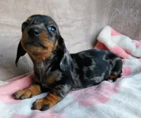 AKC-Daisy-reviews, a female Miniature Dachshund for sale in West Liberty, KY – 7 of 10
