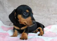 READY-AKC Ollie-reviews, a male Miniature Dachshund for sale in West Liberty, KY – 2 of 7