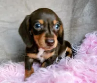 Ready-AKC chocolate Rolo-reviews, a male Miniature Dachshund for sale in West Liberty, KY – 8 of 10