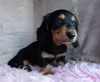 Daisy-reviews, a female Miniature Dachshund for sale in West Liberty, KY – 3 of 9