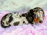 AKC Freckles-reviews, a female Miniature Dachshund for sale in West Liberty, KY – 2 of 8
