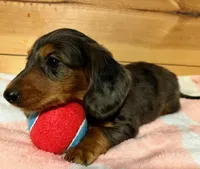 AKC Pepper, a female Miniature Dachshund for sale in West Liberty, KY – Photo 6 of 10