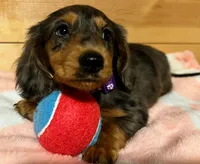 AKC Pepper, a female Miniature Dachshund for sale in West Liberty, KY – Photo 1 of 10
