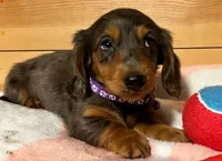 AKC Pepper, a female Miniature Dachshund for sale in West Liberty, KY – Photo 3 of 10