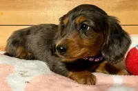 AKC Pepper, a female Miniature Dachshund for sale in West Liberty, KY – Photo 7 of 10