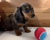 AKC Pepper, a female Miniature Dachshund for sale in West Liberty, KY – Photo 10 of 10