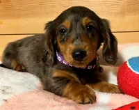 AKC Pepper, a female Miniature Dachshund for sale in West Liberty, KY – Photo 9 of 10