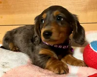 AKC Pepper, a female Miniature Dachshund for sale in West Liberty, KY – Photo 4 of 10