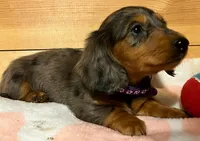 AKC Pepper, a female Miniature Dachshund for sale in West Liberty, KY – Photo 8 of 10