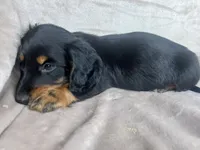 AKC Ollie, a male Miniature Dachshund for sale in West Liberty, KY – 3 of 7