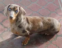 Pair of adult dapples, pet homes , a female Miniature Dachshund for sale in West Liberty, KY – 3 of 10