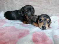 AKC-Daisy-reviews, a female Miniature Dachshund for sale in West Liberty, KY – 6 of 10