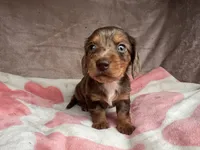 Blue eyes-Rooster-review, a male Miniature Dachshund for sale in Morehead, KY – 10 of 10