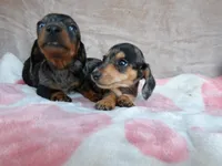 AKC-Daisy-reviews, a female Miniature Dachshund for sale in West Liberty, KY – 10 of 10