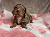 Blue eyes-Rooster-review, a male Miniature Dachshund for sale in Morehead, KY – 9 of 10