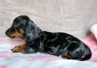 AKC-Daisy-reviews, a female Miniature Dachshund for sale in West Liberty, KY – 5 of 10