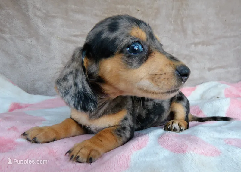 AKC-Jazzy-Reviews – Miniature Dachshund puppy for sale in West Liberty, KY