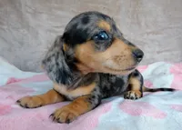 AKC-Jazzy-Reviews, a female Miniature Dachshund for sale in West Liberty, KY – 1 of 9