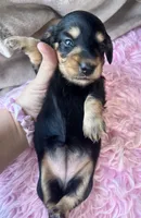 Daisy-reviews, a female Miniature Dachshund for sale in West Liberty, KY – 9 of 9