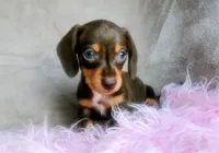 Ready-AKC chocolate Rolo-reviews, a male Miniature Dachshund for sale in West Liberty, KY – 9 of 10