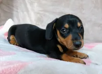 READY-AKC Ollie-reviews, a male Miniature Dachshund for sale in West Liberty, KY – 3 of 7