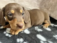 Snoopy AKC, reviews!, a male Miniature Dachshund for sale in West Liberty, KY – Photo 6 of 7