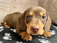 Snoopy AKC, reviews!, a male Miniature Dachshund for sale in West Liberty, KY – Photo 3 of 7