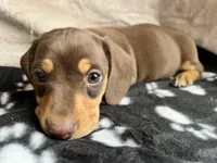 Snoopy AKC, reviews!, a male Miniature Dachshund for sale in West Liberty, KY – Photo 7 of 7