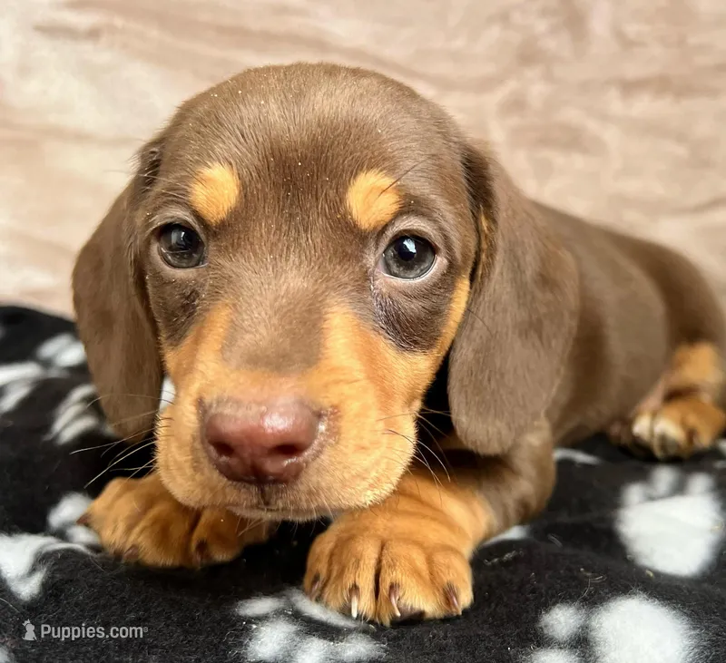 Snoopy AKC, reviews! – Miniature Dachshund puppy for sale in West Liberty, KY