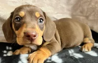 Snoopy AKC, reviews!, a male Miniature Dachshund for sale in West Liberty, KY – Photo 2 of 7