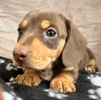 Snoopy AKC, reviews!, a male Miniature Dachshund for sale in West Liberty, KY – Photo 4 of 7