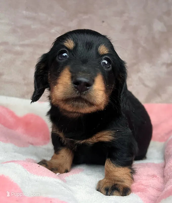AKC-Dexter-Reviews – Miniature Dachshund puppy for sale in Morehead, KY