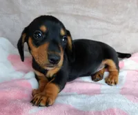 READY-AKC Ollie-reviews, a male Miniature Dachshund for sale in West Liberty, KY – 7 of 7