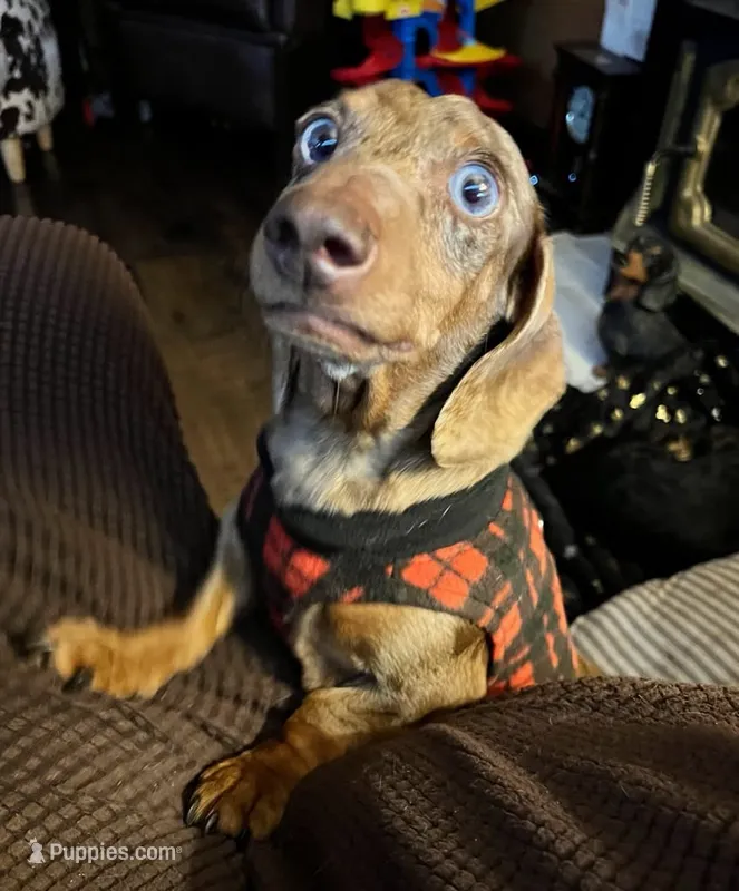 Princess – Miniature Dachshund puppy on hold in West Liberty, KY