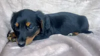 AKC Ollie, a male Miniature Dachshund for sale in West Liberty, KY – 7 of 7