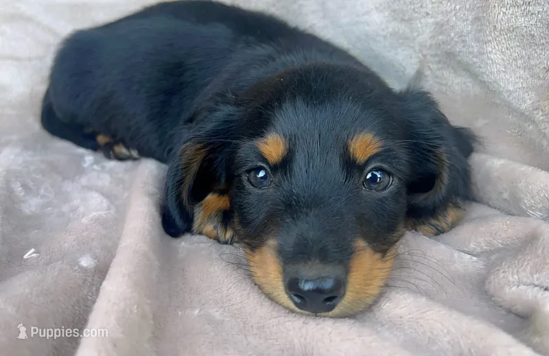 AKC Ollie – Miniature Dachshund puppy for sale in West Liberty, KY