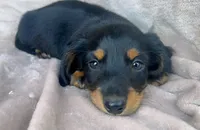 AKC Ollie, a male Miniature Dachshund for sale in West Liberty, KY – 1 of 7