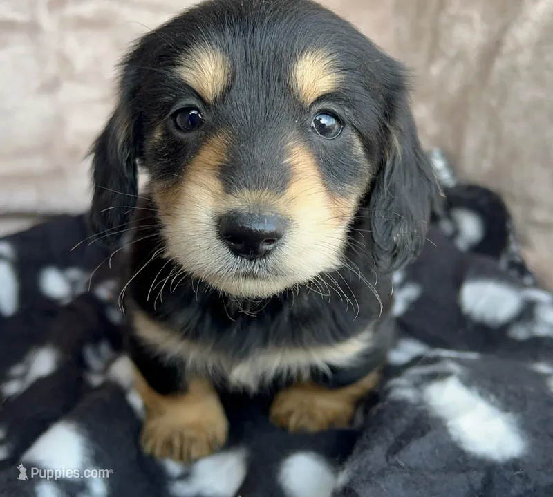 AKC Dumplin, reviews