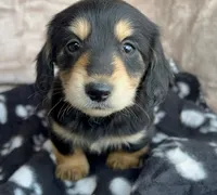 AKC Dumplin, reviews, a female Miniature Dachshund for sale in West Liberty, KY – Photo 1 of 10