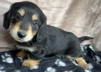 AKC Dumplin, reviews, a female Miniature Dachshund for sale in West Liberty, KY – Photo 3 of 10
