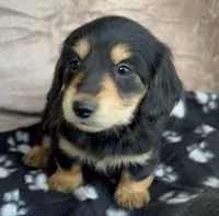 AKC Dumplin, reviews, a female Miniature Dachshund for sale in West Liberty, KY – Photo 2 of 10