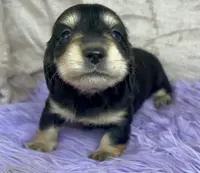 AKC Dumplin, reviews, a female Miniature Dachshund for sale in West Liberty, KY – Photo 7 of 10