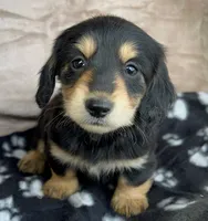 AKC Dumplin, reviews, a female Miniature Dachshund for sale in West Liberty, KY – Photo 5 of 10