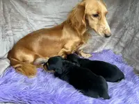 AKC Dumplin, reviews, a female Miniature Dachshund for sale in West Liberty, KY – Photo 9 of 10