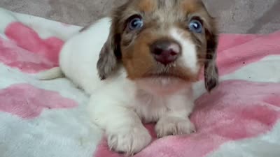 AKC Blueberry-reviews, a female Miniature Dachshund for sale in Morehead, KY – 5 of 5