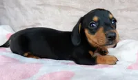 READY-AKC Ollie-reviews, a male Miniature Dachshund for sale in West Liberty, KY – 4 of 7