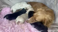 Daisy-reviews, a female Miniature Dachshund for sale in West Liberty, KY – 8 of 9