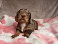 Blue eyes-Rooster-review, a male Miniature Dachshund for sale in Morehead, KY – 2 of 10