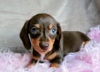 Ready-AKC chocolate Rolo-reviews, a male Miniature Dachshund for sale in West Liberty, KY – 2 of 10
