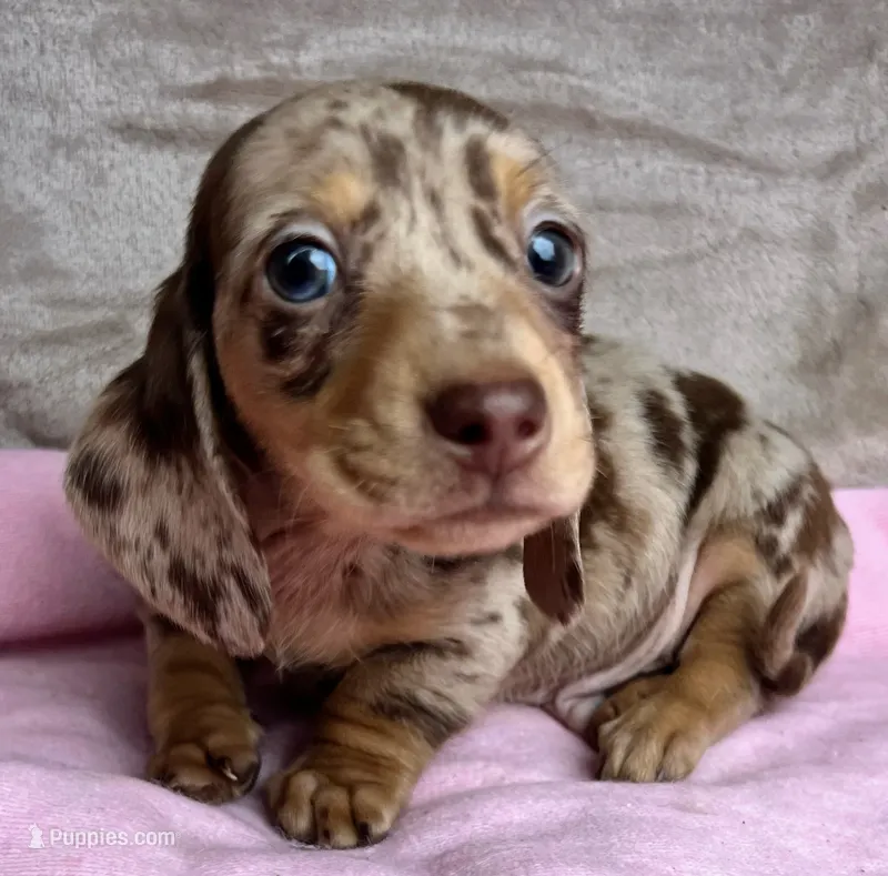 AKC Jingles, Reviews.